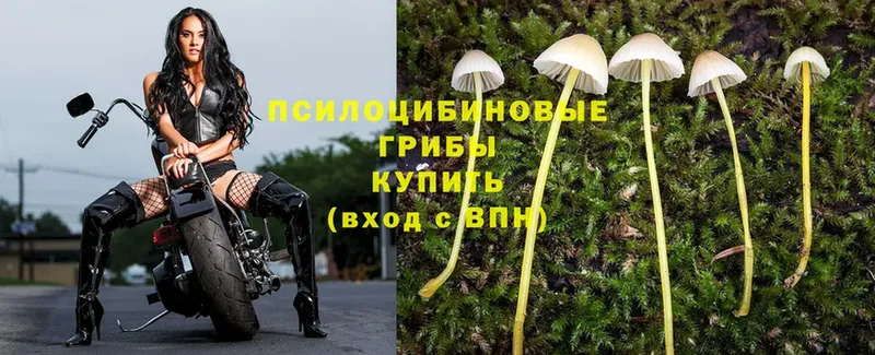 Псилоцибиновые грибы MAGIC MUSHROOMS Луза